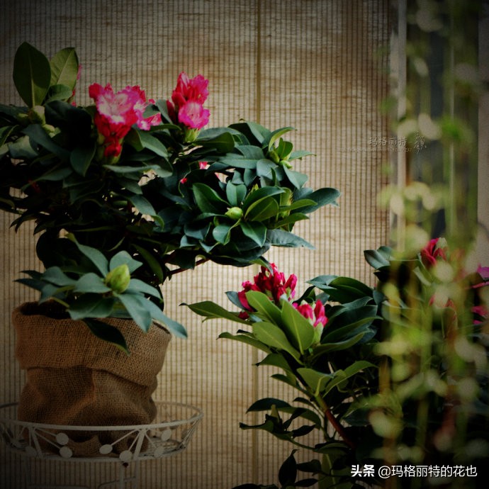 过年买点花,过年了买点什么花草