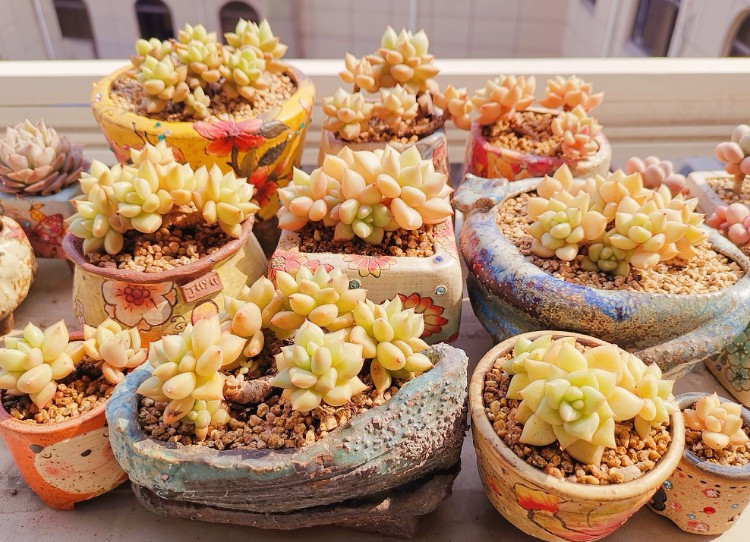 养多肉注意事项,养多肉的感悟熬过冬季