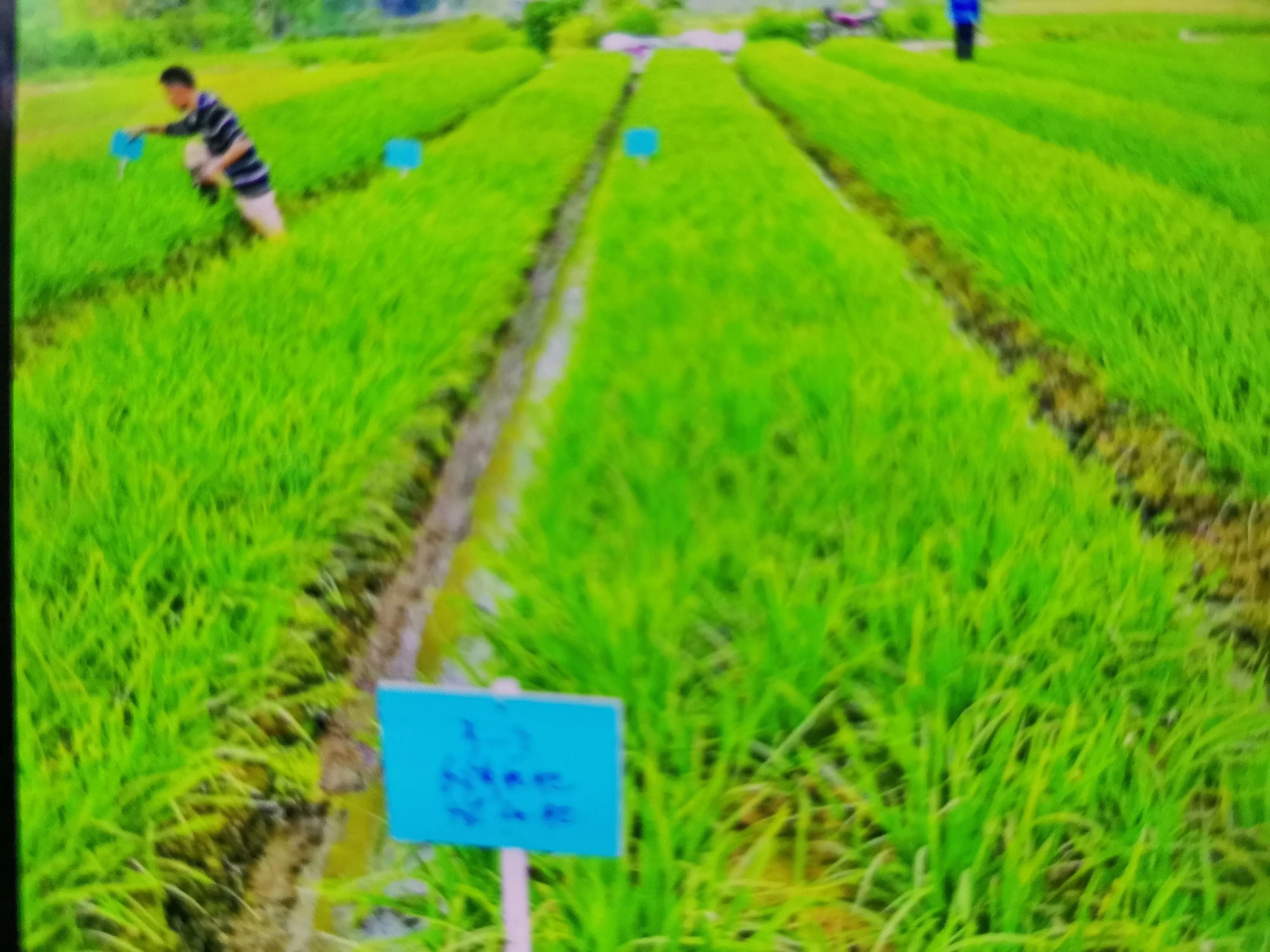 夏天韭菜发黄打什么药,韭菜容易黄有什么办法弄