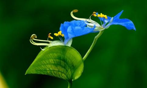 甲醛克星植物排行榜最新,甲醛最怕三个克星植物