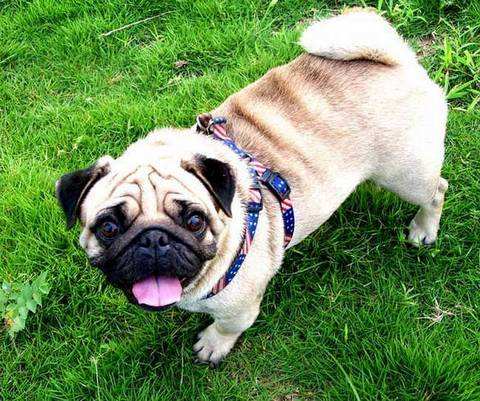 狗狗去学校训练会提高智商吗,狗狗太小对食物没认知怎么训练