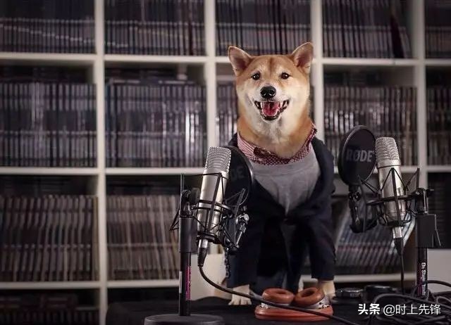 当狗狗穿上服装有多帅,当狗狗照镜子后发现自己是一只狗