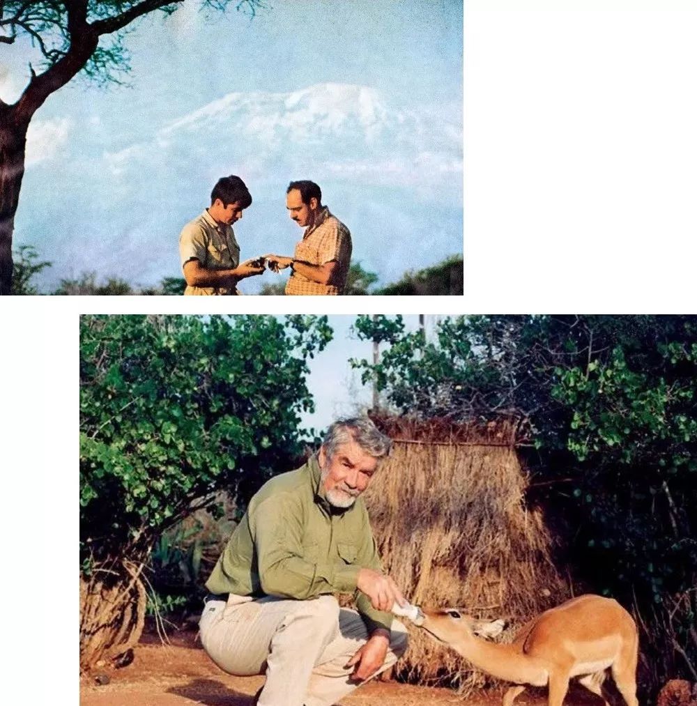 沙弗莱身价多少,沙弗莱为什么比祖母绿便宜