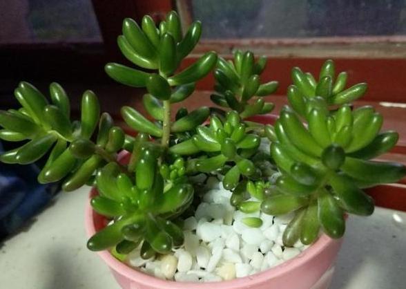 多肉养殖知识,多肉植物养护养花小知识