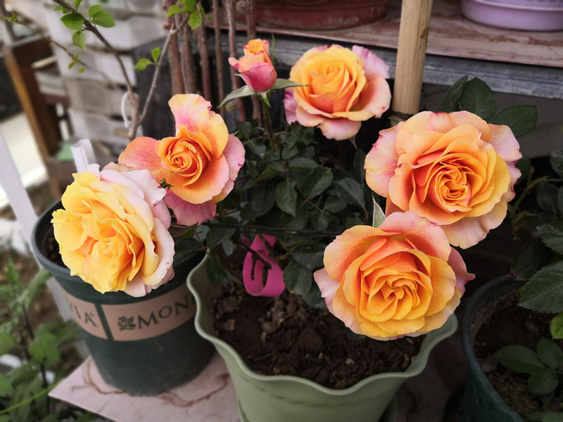 艾帕索月季和朱丽叶哪个值得买,和室月季和艾帕索月季哪个好养