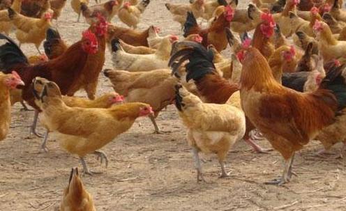 啄肛的鸡怎么处理,鸡啄毛问题如何解决