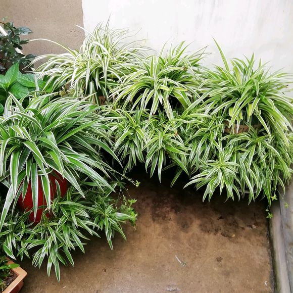 吊兰长了萝卜根还能水培吗,吊兰多久能长出萝卜根