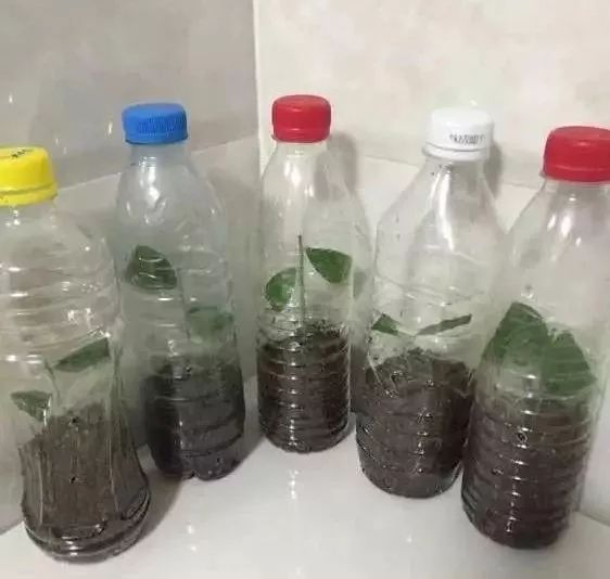 如何利用废弃的塑料瓶养花,可乐瓶养花神器