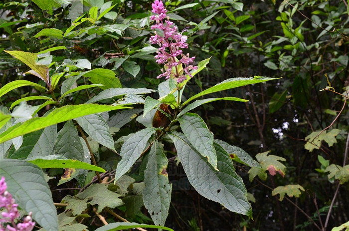三台红花,能清热解毒,截疟,接骨,祛风除湿