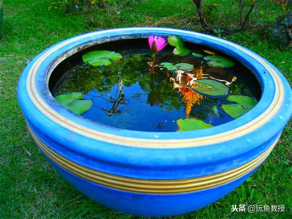 白瓷盆可以养金鱼吗,40公分口径瓷盆养金鱼