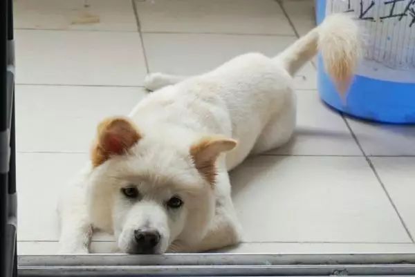 自家的狗成精了是怎样一种体验？