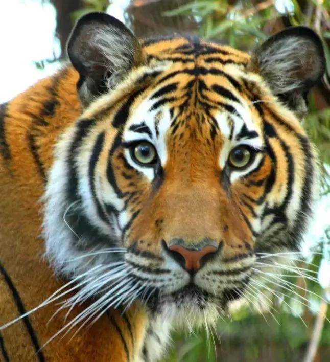 中国有没有比熊猫更可爱的动物,十一种比熊猫还濒危的动物