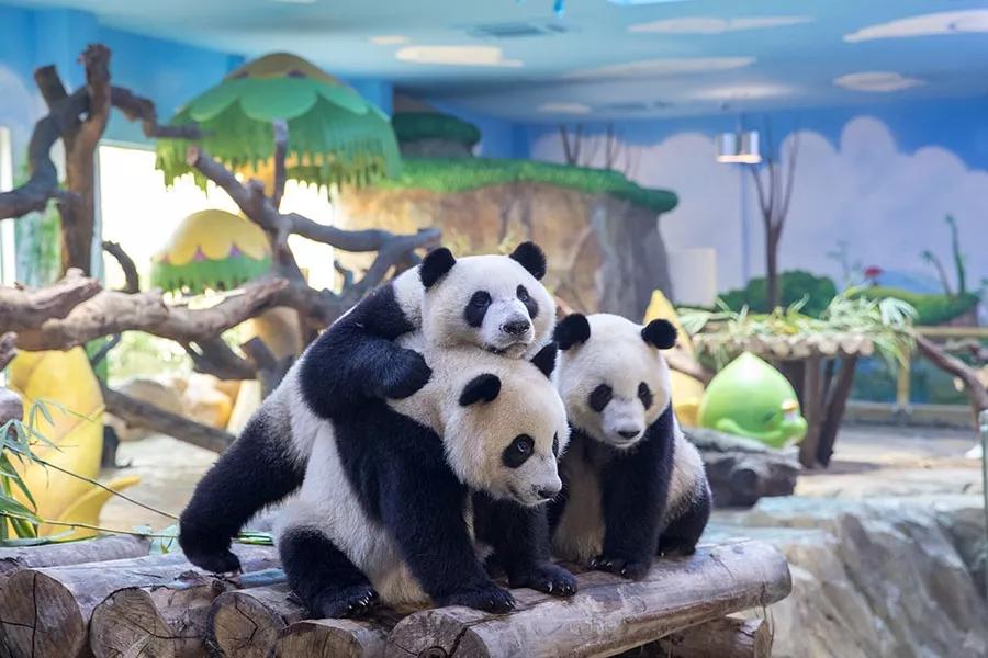 多少天能玩遍广东5a景区,广东5a旅游景点大全推荐图