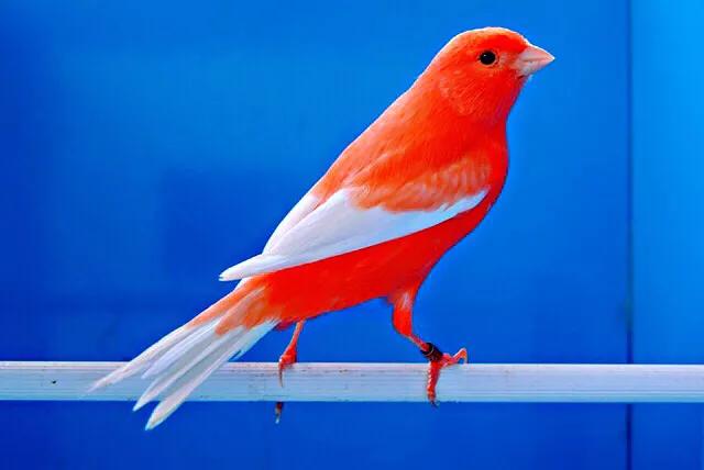 金丝雀鸟品种大全,金丝雀鸟图片及鸣叫