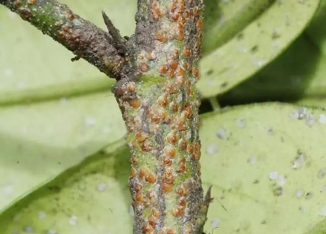 桃树梨树虫害防治什么时候为宜,梨树8大重要虫害防治方法