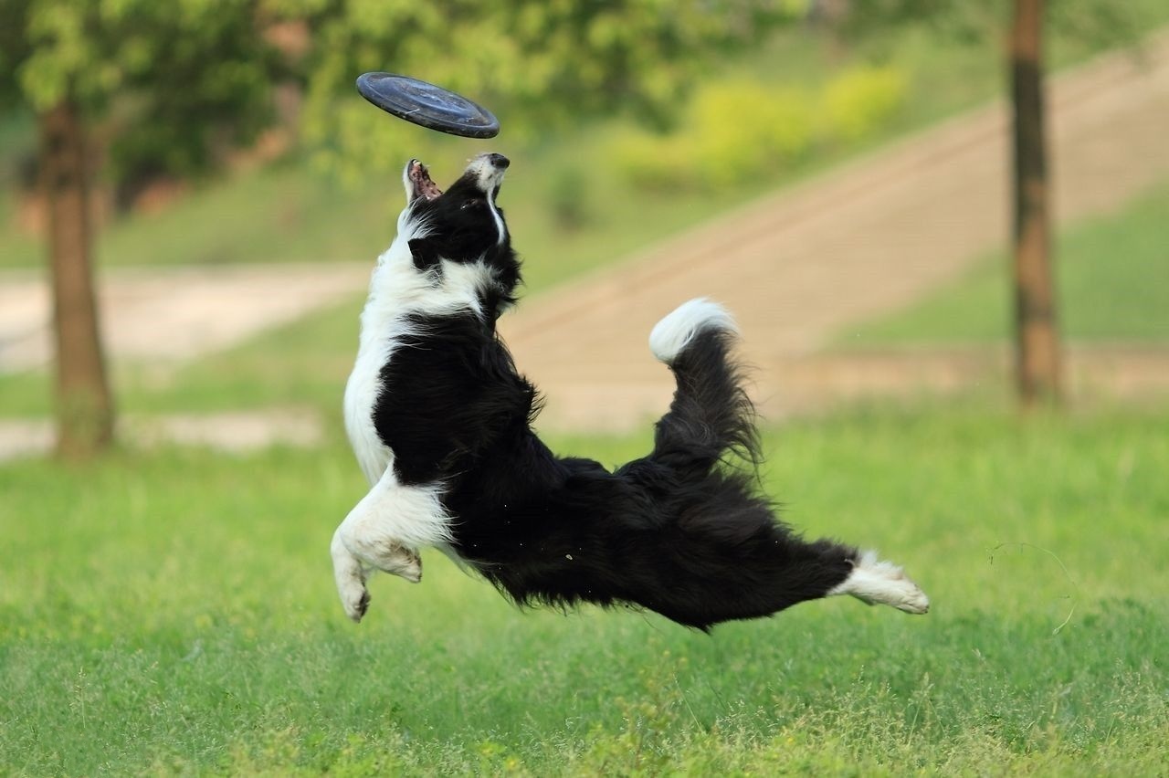 养狗还是要养两只,养狗是养一条好还是养两条好