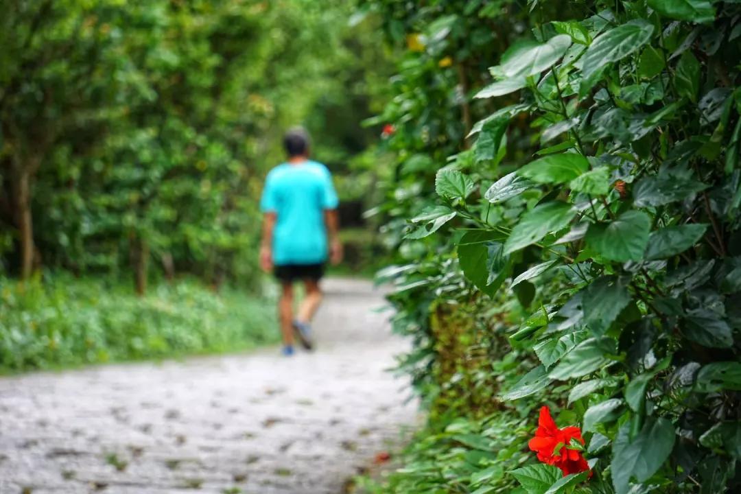 深圳这10条绿道你去过没,深圳十大绿道排行榜