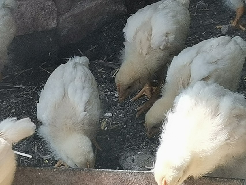 农村土鸡脱温管理,农村新手养鸡注意事项