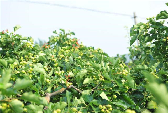 山楂栽培技术及副作用,山楂栽培方法