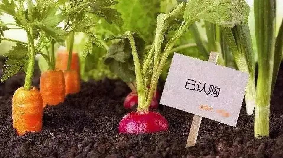 农业创业项目经营模式,农业创业必须看的10个技巧