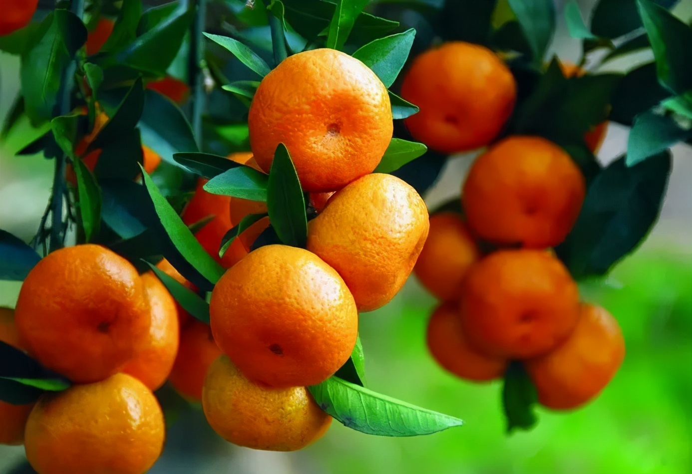南丰蜜桔为什么没有沙糖桔有名,南丰蜜桔为何变种跌下神坛