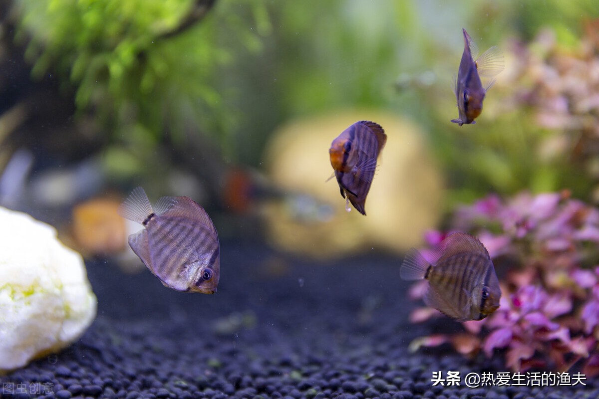 养鱼老是死鱼怎么办,新鱼缸养鱼怎么一个星期开始死鱼