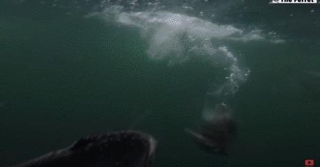 外媒曝光了挪威三文鱼养殖真相吗,挪威三文鱼养殖环境恶劣新闻