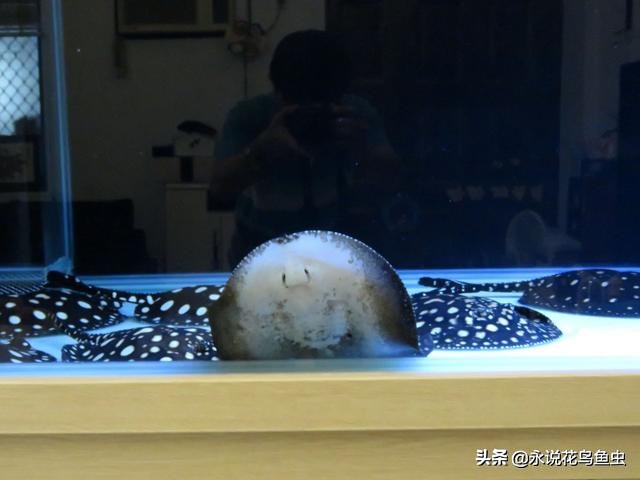 魟鱼的观赏价值,2023年魟鱼价格趋势