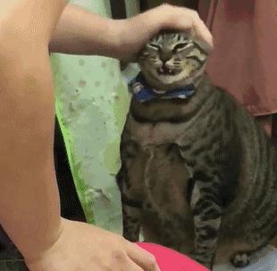 最能长胖的猫咪竟然不是橘猫,最容易变胖的猫