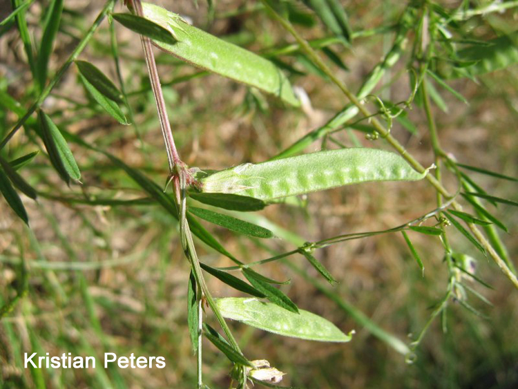 陆龟最喜欢的蔬菜,陆龟爱吃什么