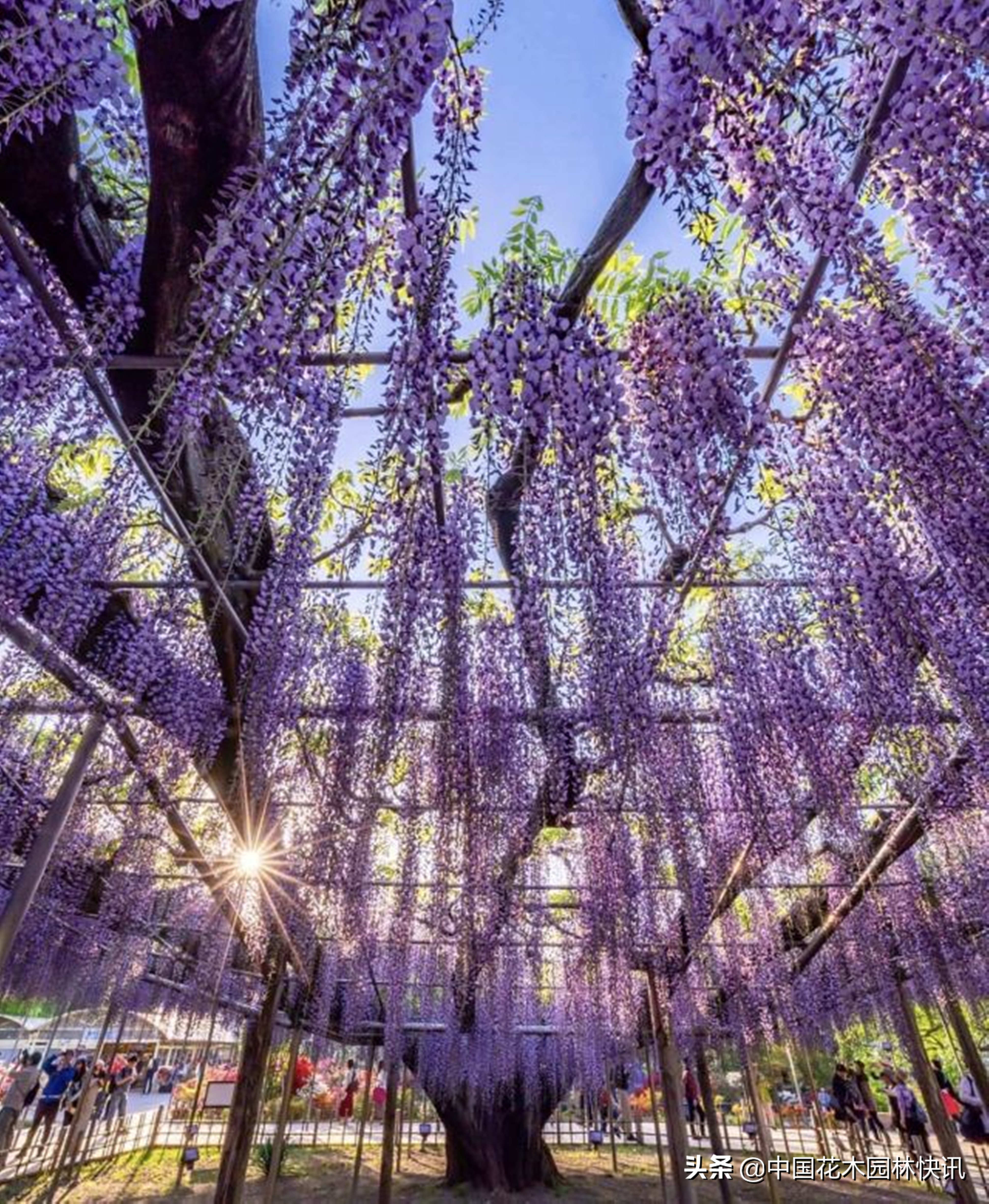 日本最美紫藤园,日本紫藤花美景