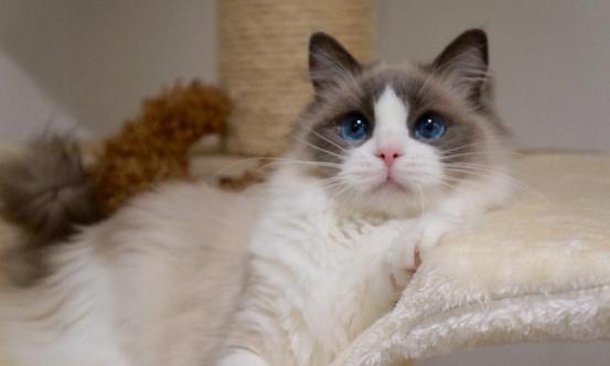 猫中的小仙女有哪些,猫中小仙女是什么