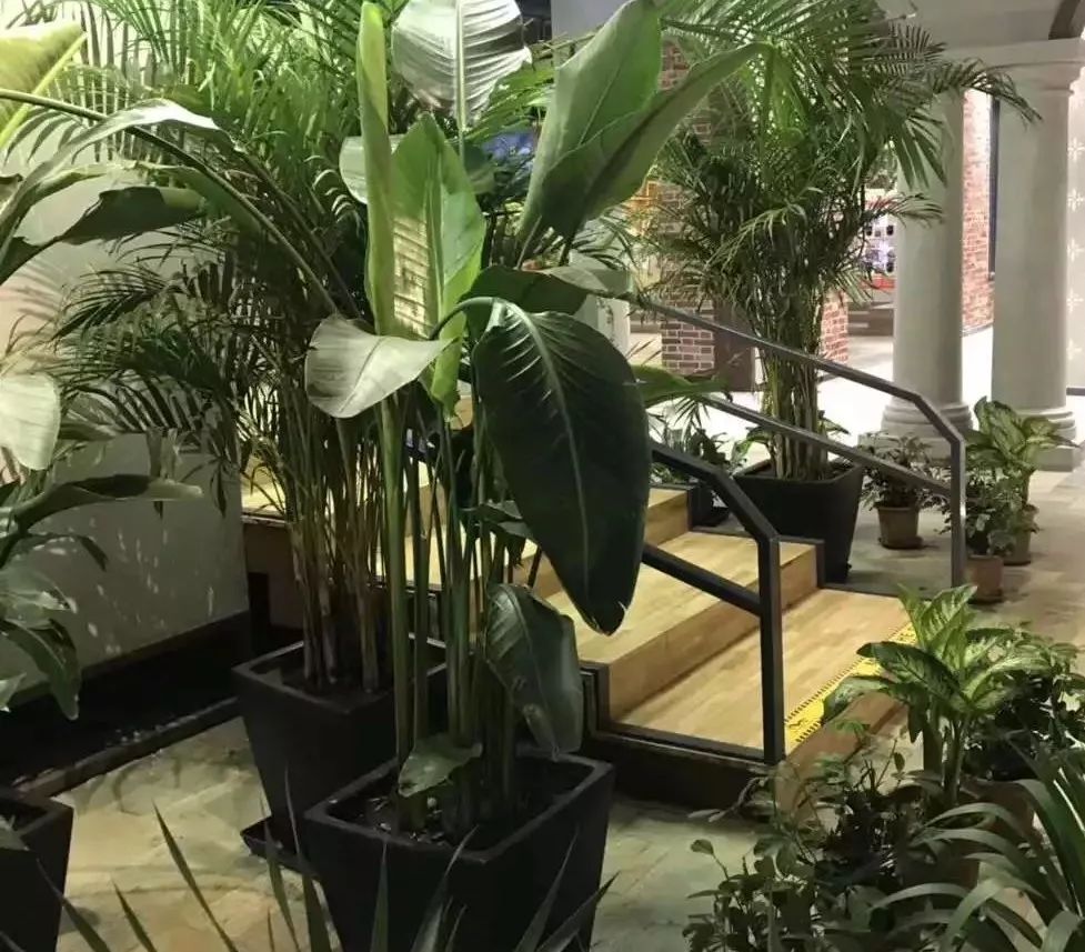 大连网上买花哪个平台好,大连买花到哪里