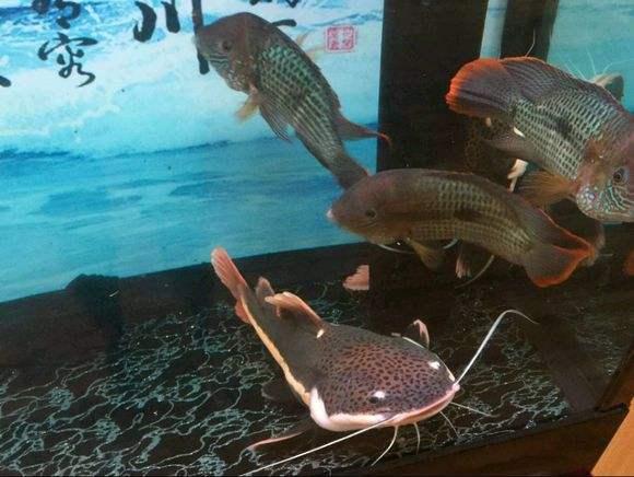 哪些观赏鱼比较皮实，如何界定观赏鱼比较容易饲养，有什么标准？