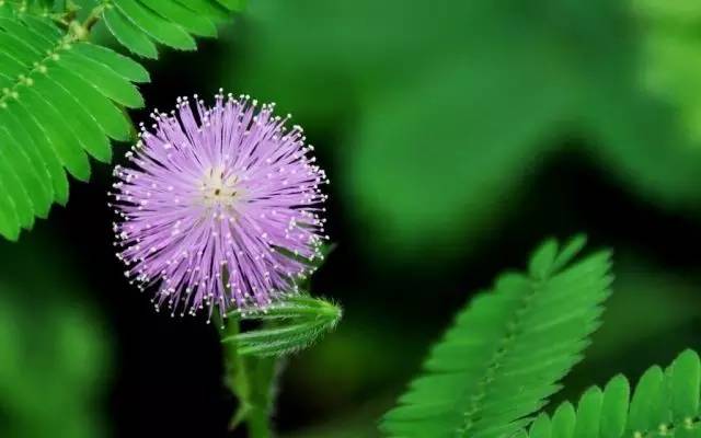 敏感肌如何修复角质层薄,敏感肌如何修复闭口粉刺