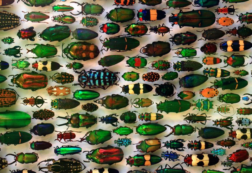 这种小虫凭借“头铁”登上《自然》，汽车都压不死它