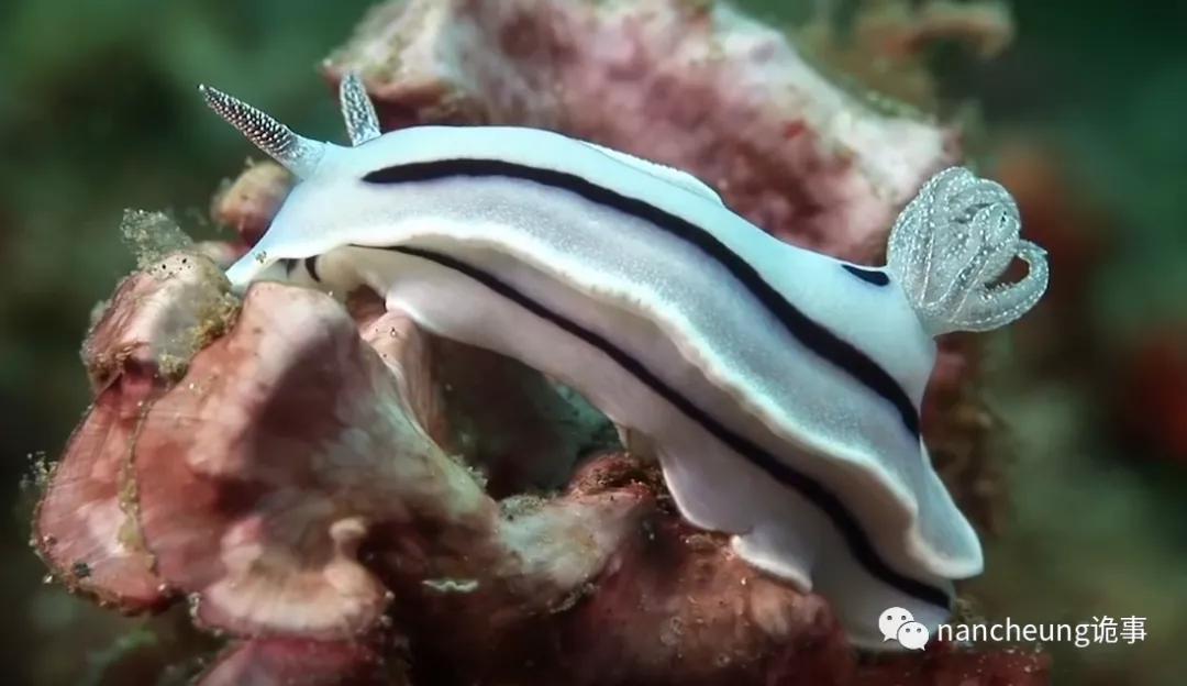深海迷航第49天神秘生物,深海海底神秘的10种生物