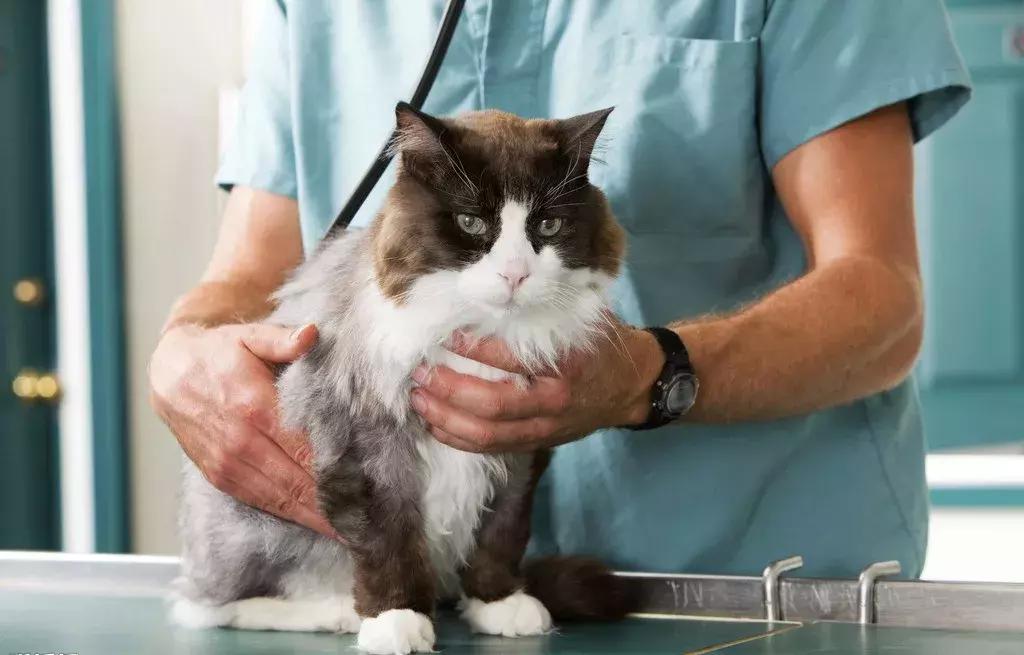 猫感染球虫滴虫用什么驱虫药,猫咪球虫滴虫怎么治疗最有效