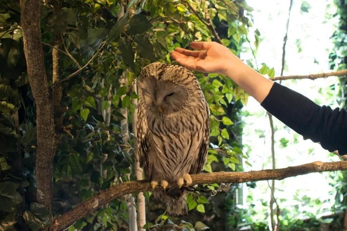 日本大阪旅游景点大全排名榜,亲子游日本