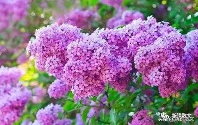 朋友送我一朵名贵的花,朋友送我一束花照片视频