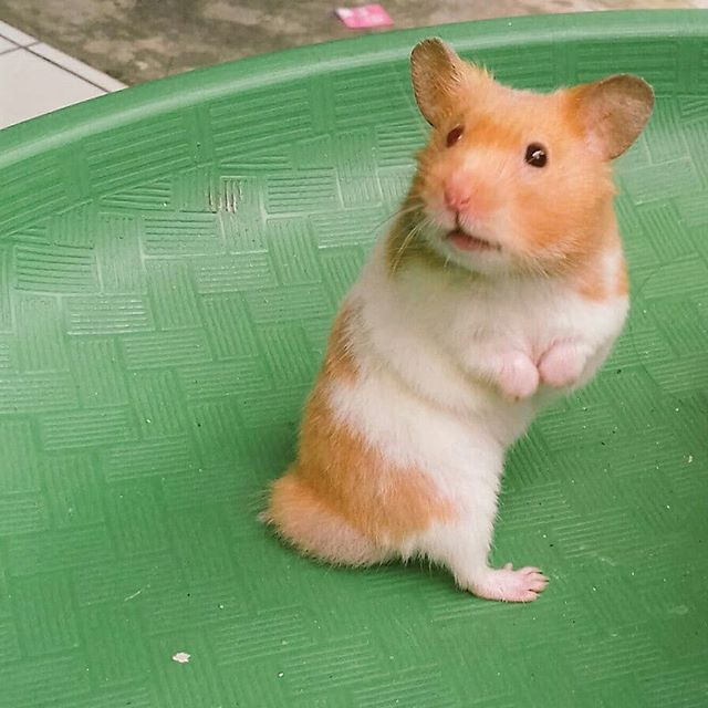 为什么仓鼠喜欢把吃的放在腮帮里,仓鼠突然特别喜欢往颊囊里塞食物