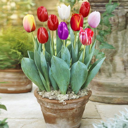 郁金香开完了种球怎么处理,郁金香开完花后怎么补救