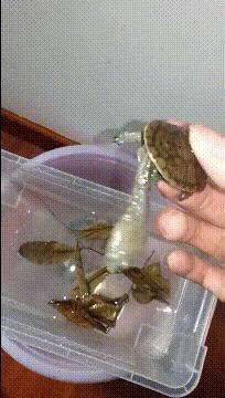 喜欢很久的小哥哥,喜欢了很久的小哥哥