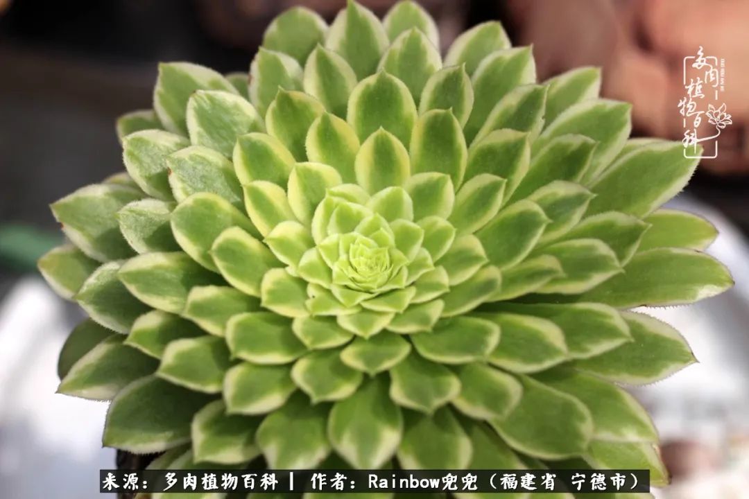 岁月无波澜余生不悲欢是啥意思,愿你岁月无波澜敬我余生无悲欢