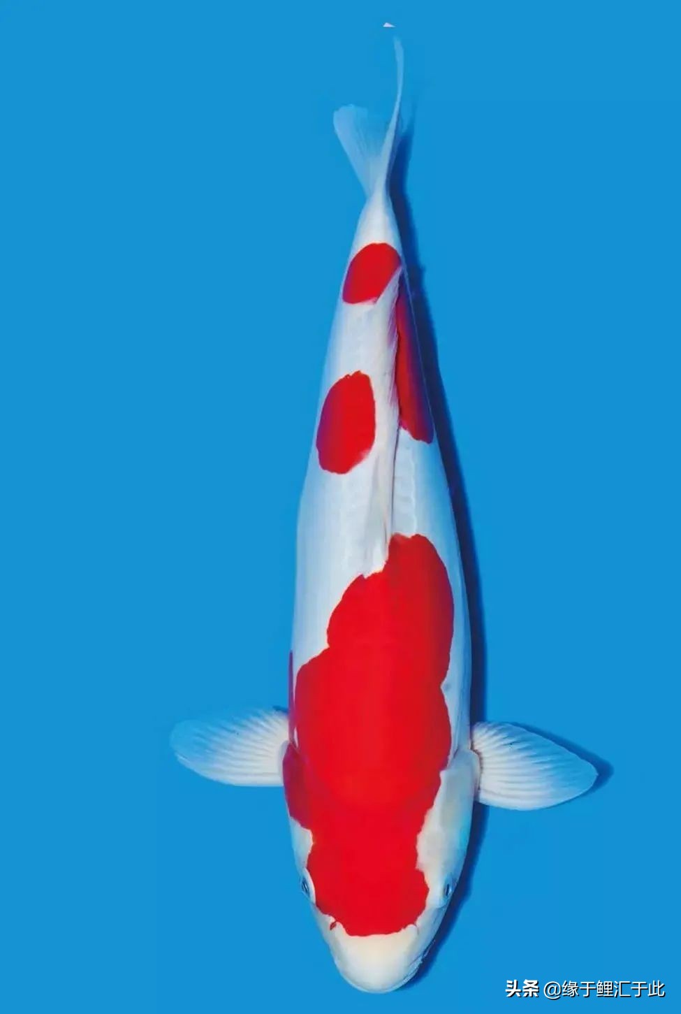 锦鲤生病如何治疗,锦鲤常见的几种病图片及治疗方式