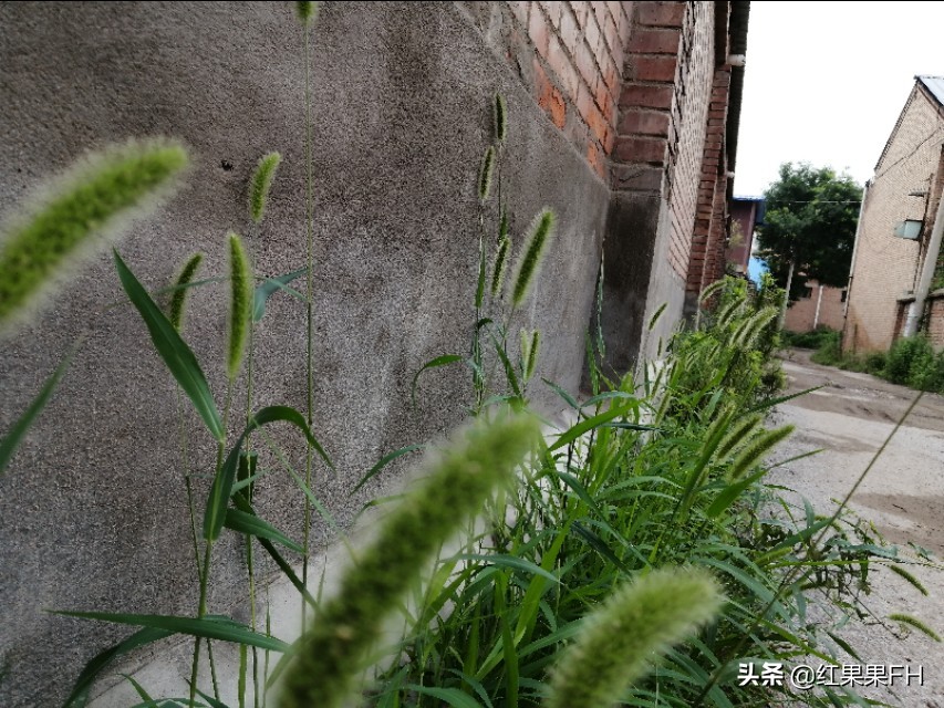 狗尾巴草也有它独特的美,曾经不起眼的狗尾巴草