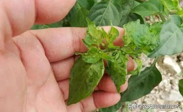 辣椒病毒病讲述与治疗方法，识别什么病毒病图片