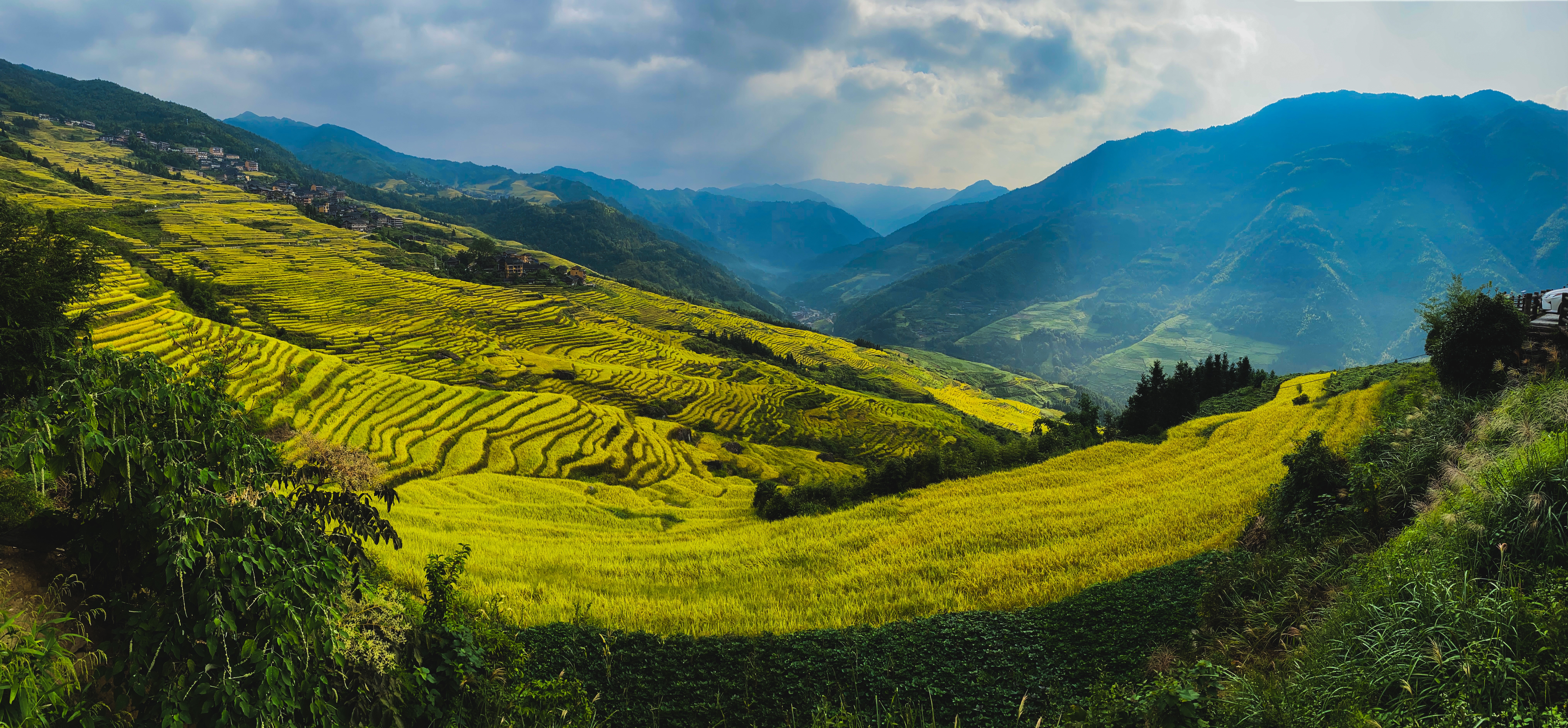 龙胜龙脊梯田香米,龙胜龙脊梯田分红