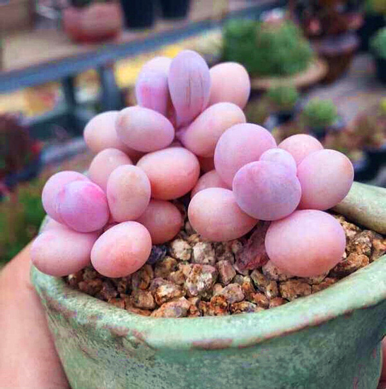 多肉植物桃蛋夏天怎么养护,桃蛋多肉植物养殖方法