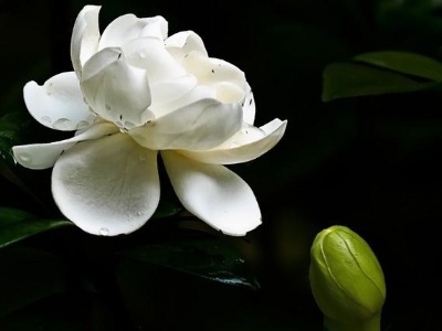 栀子花养护方法注意事项,栀子花怎么养护和注意事项